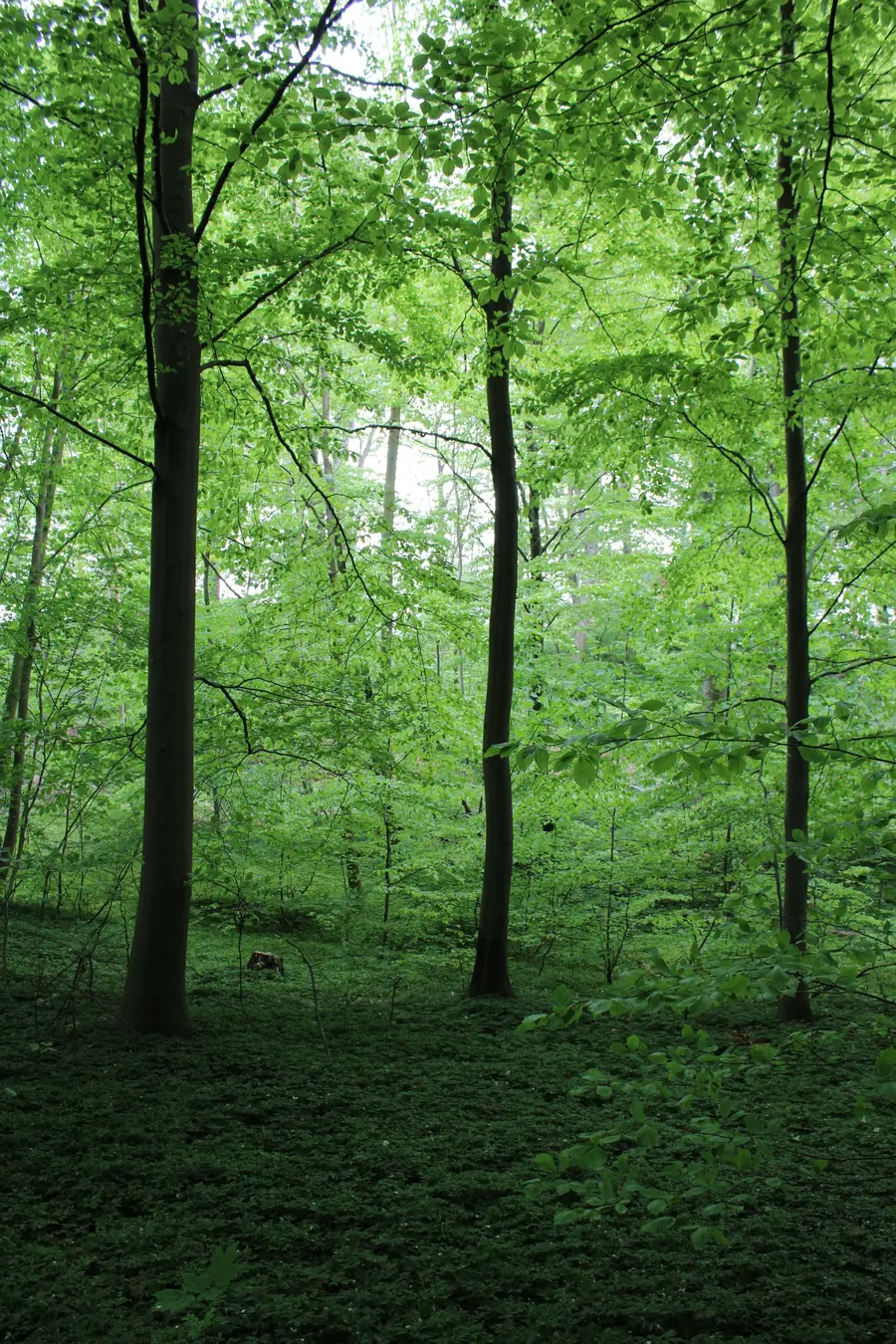 Tall beech trees in fresh green spring light
