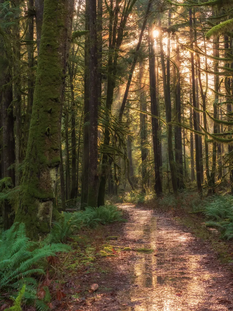 En solbelyst stig genom en stilla skog