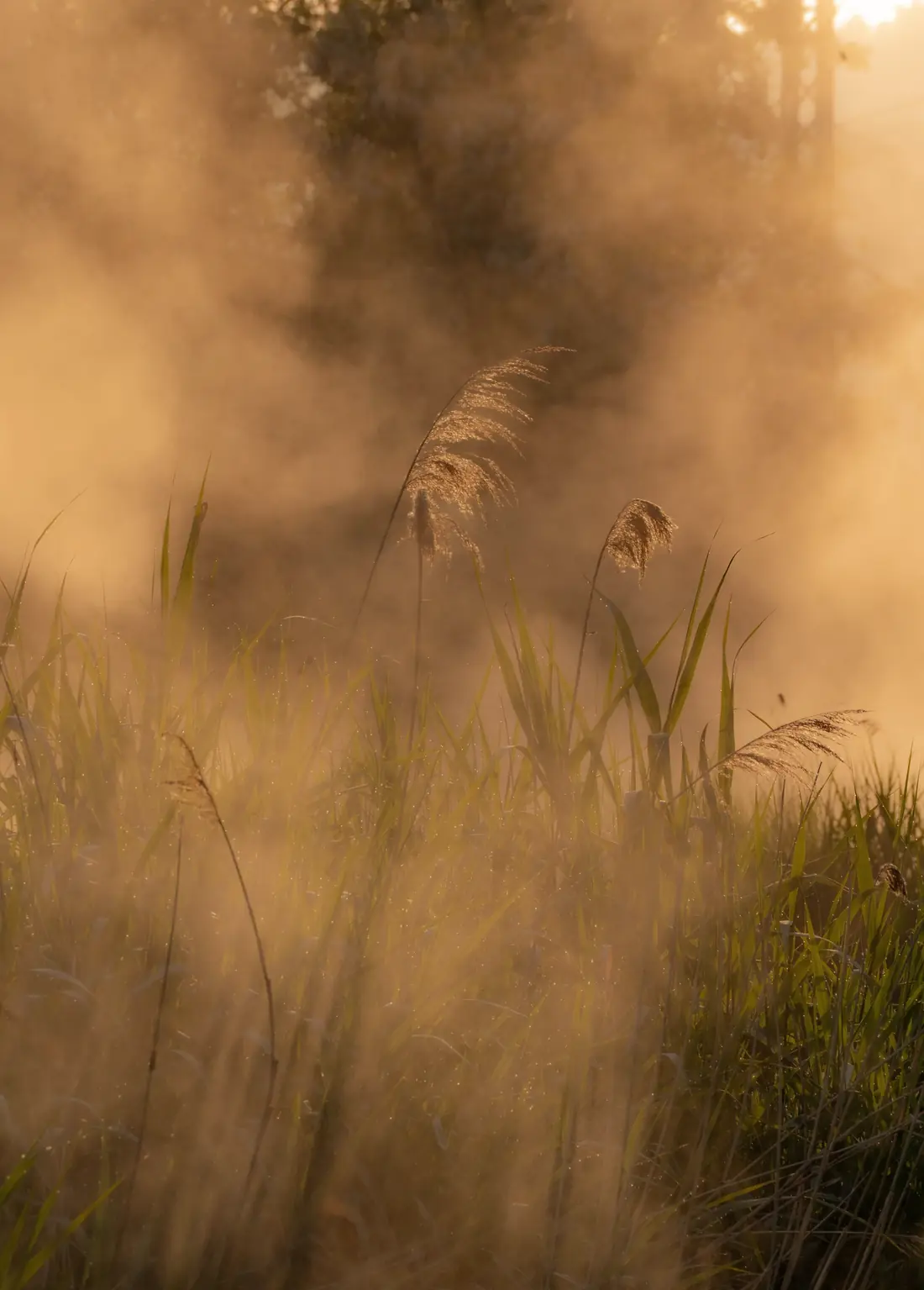 Tall grasses glowing in warm, misty light