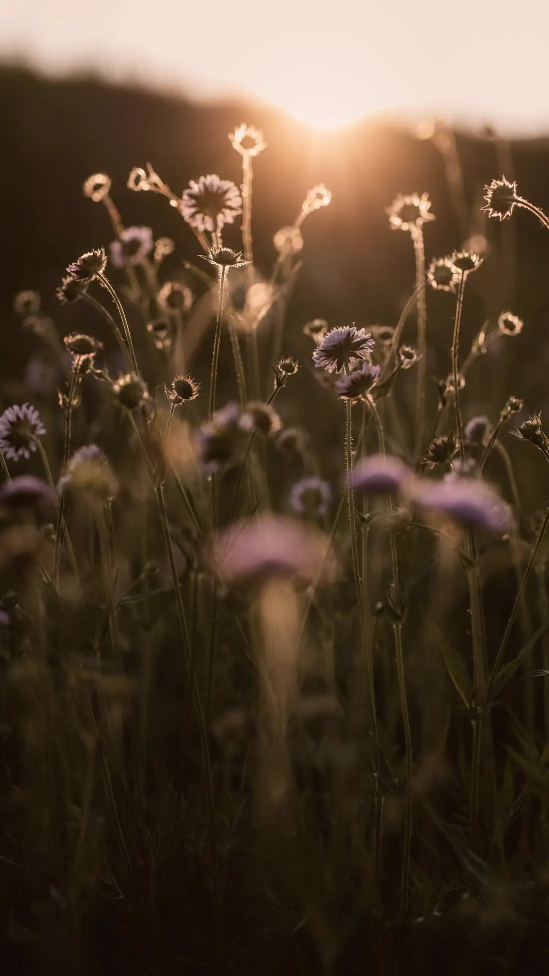 Ängsblommor i varmt kvällsljus