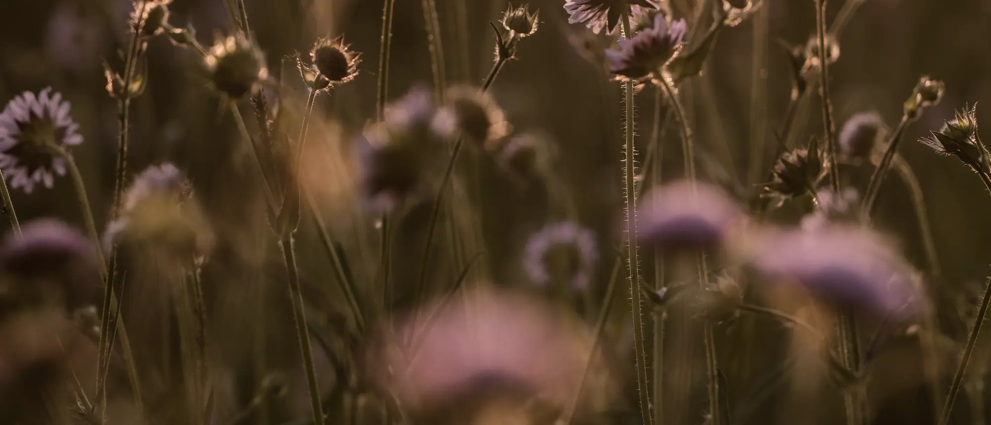 Wild scabious flowers backlit by low evening sun
