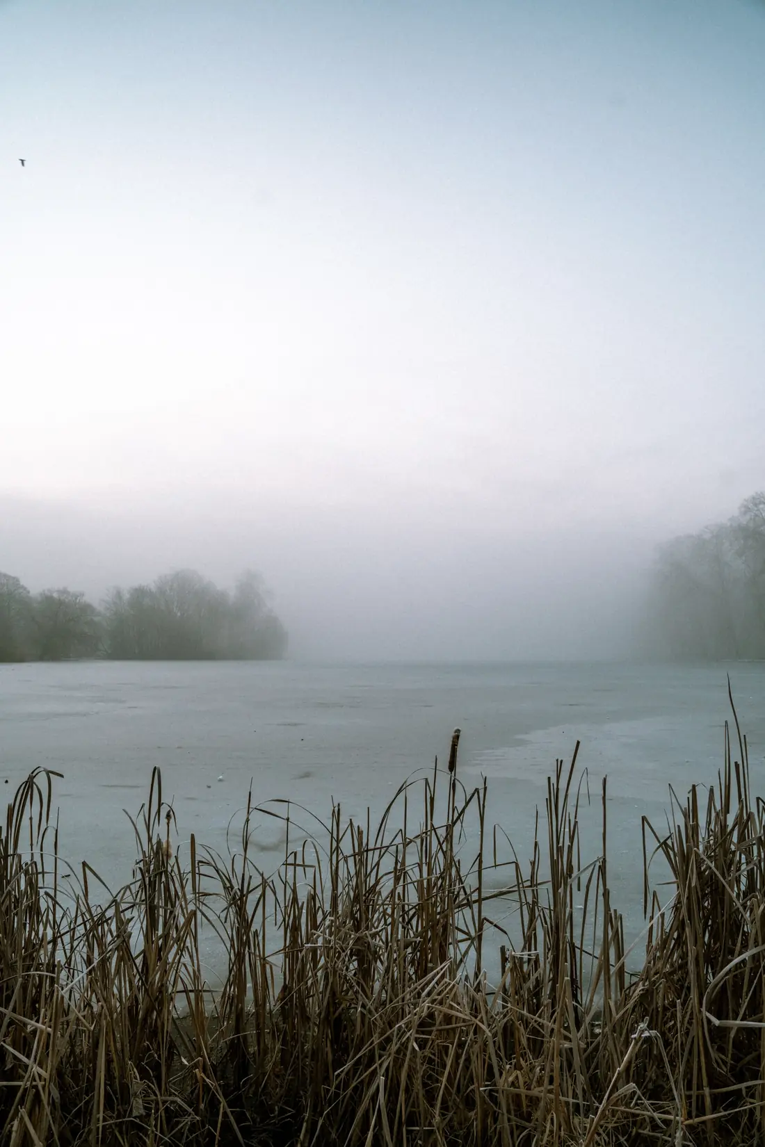 Vass vid en stilla sjö i morgondimma